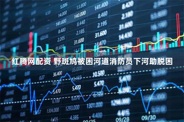 红腾网配资 野斑鸠被困河道消防员下河助脱困